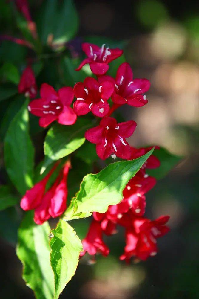 【渠阳百花赏】85:红王子锦带花