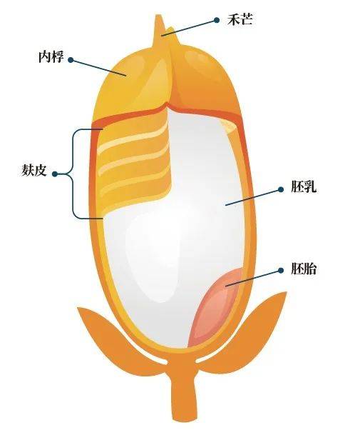水稻种子的结构图图片