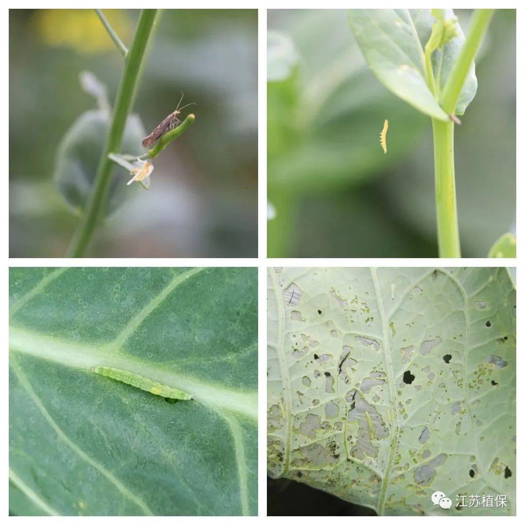 小菜蛾,菜青虫进入发生危害盛期