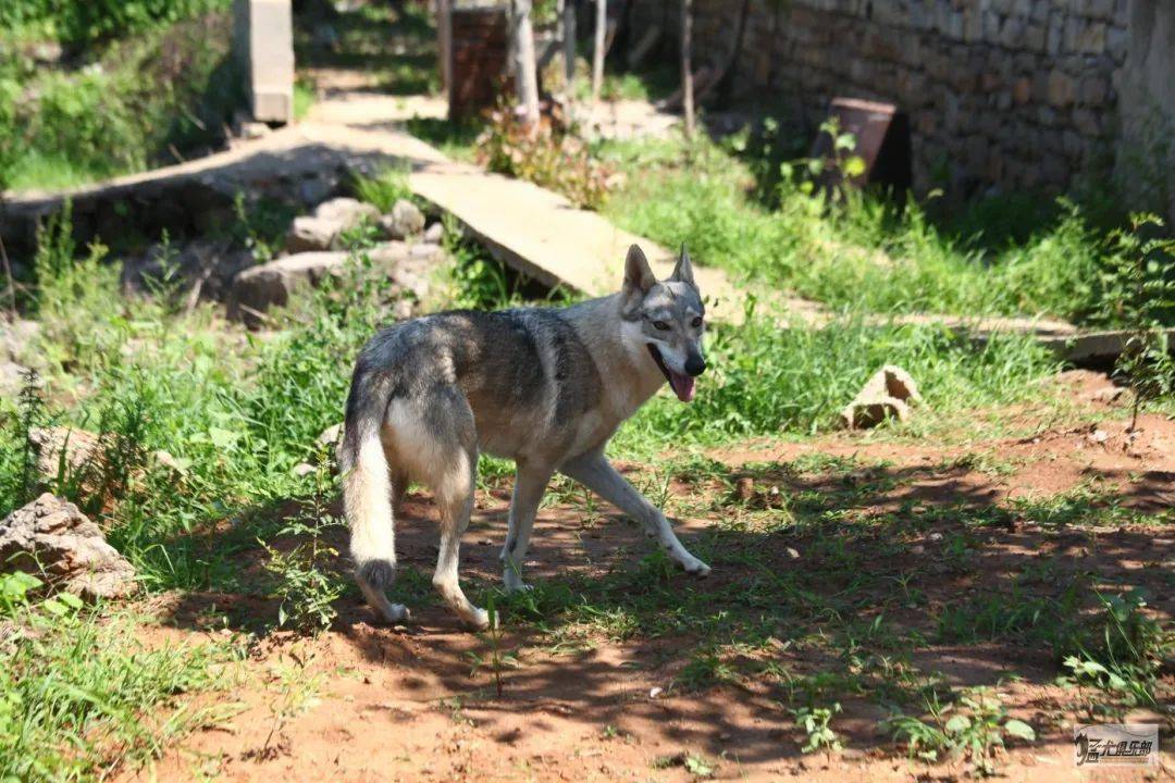 買捷克狼犬三大誤區先了解下_雜交_純種_個體