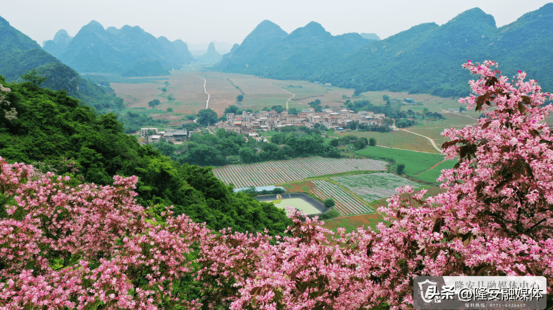 藏不住了！丁当仪花竞相绽放 带你感受初夏烂漫_花朵_花瓣_叶可
