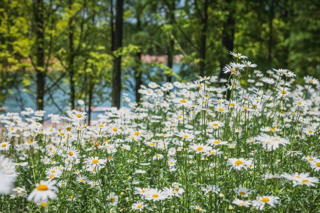4000㎡超清新的小雏菊花海绽放,美的像童话_初夏_白色_质感