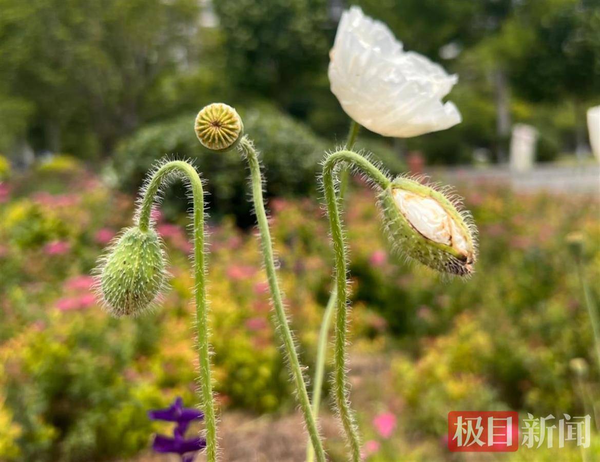 应城警方告诉你怎样区分辨别虞美人和罂粟_种植_毒品_整体