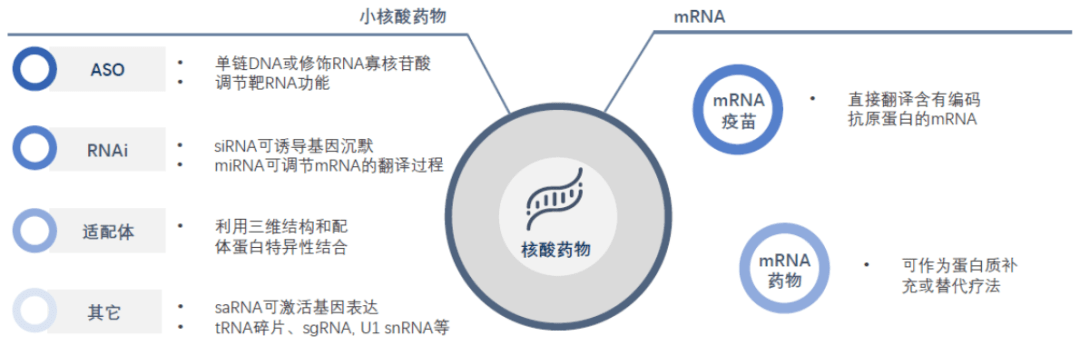 泰达视野|小核酸,大产业—聚焦创新药新赛道(上)_药物_发展_经开区