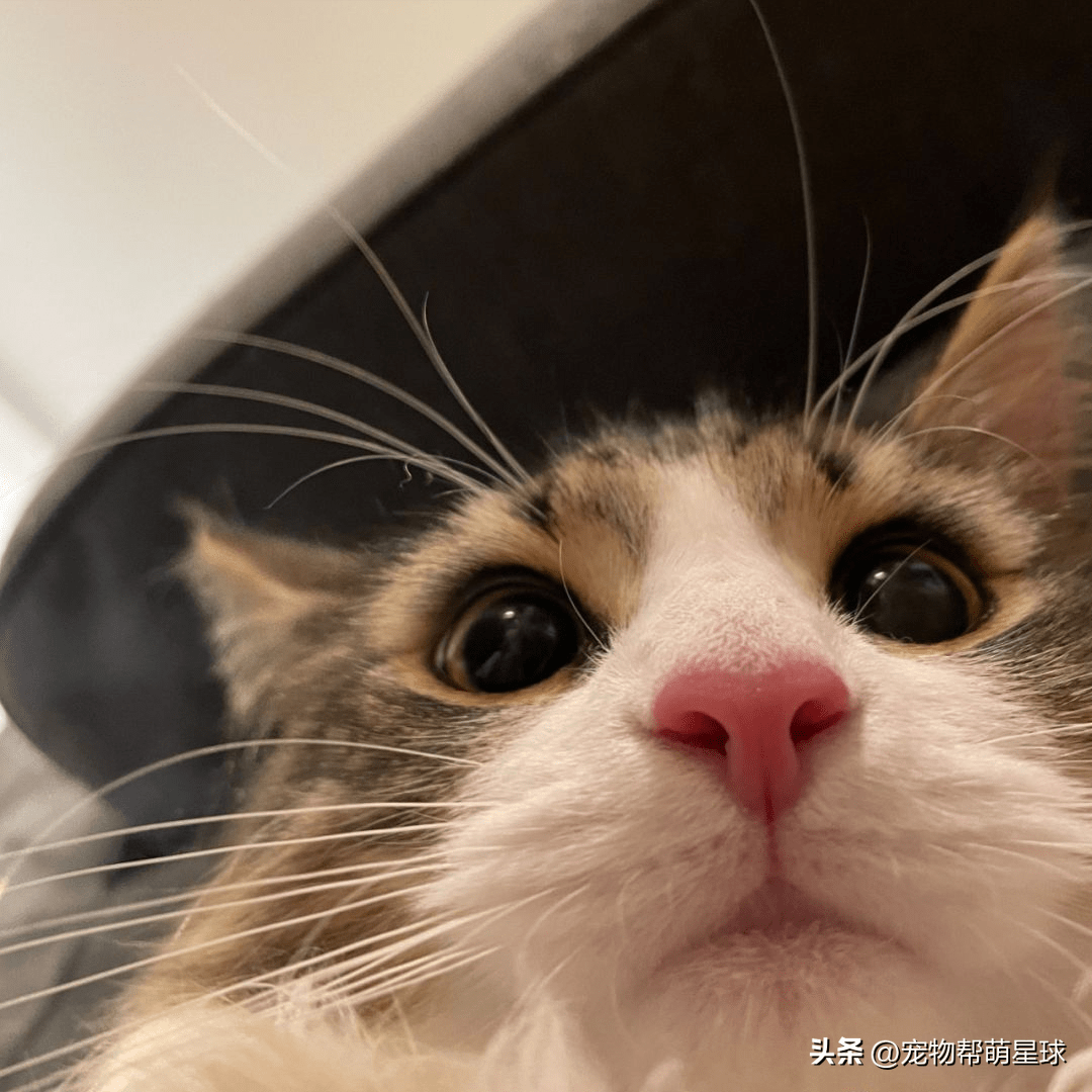 大家觉得是铲屎官拍的可爱还是猫猫的自拍照比较可爱呢?