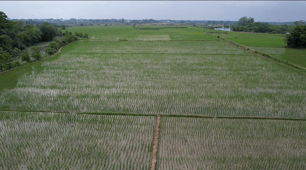 斛山乡:"小田并大田" 农业展新颜_发展_农田_工作