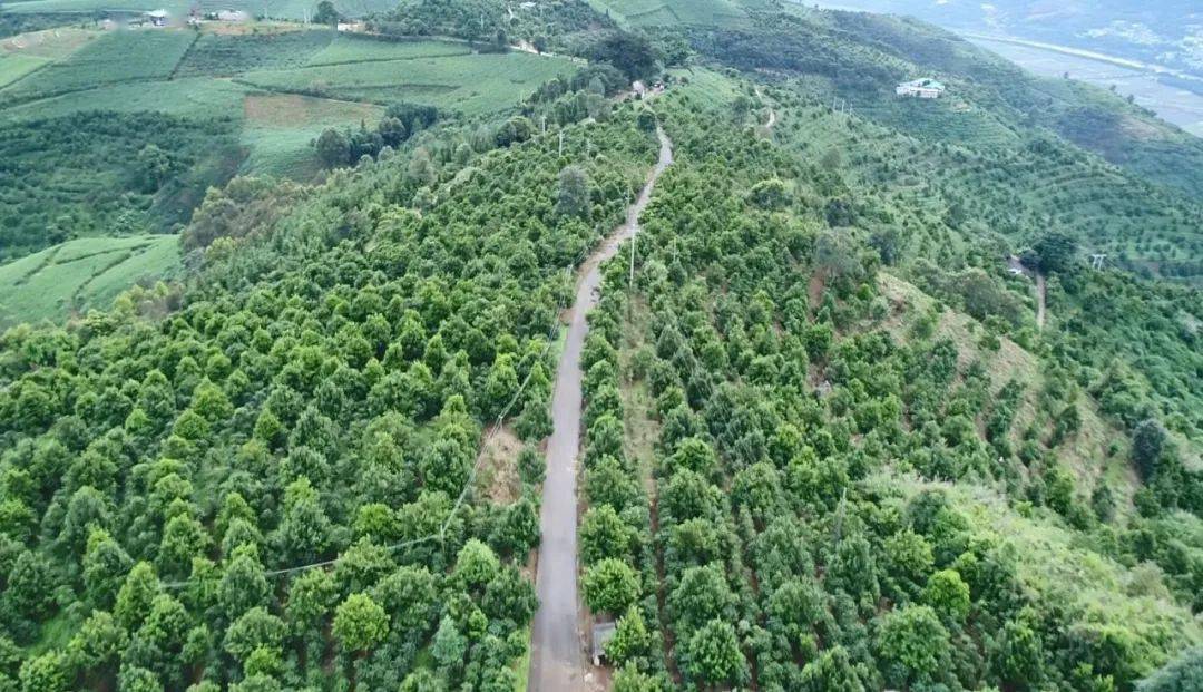 "橙色"瓜果蔬菜基地产品远销万里美名扬耿马县热区资源丰富,孟定镇素