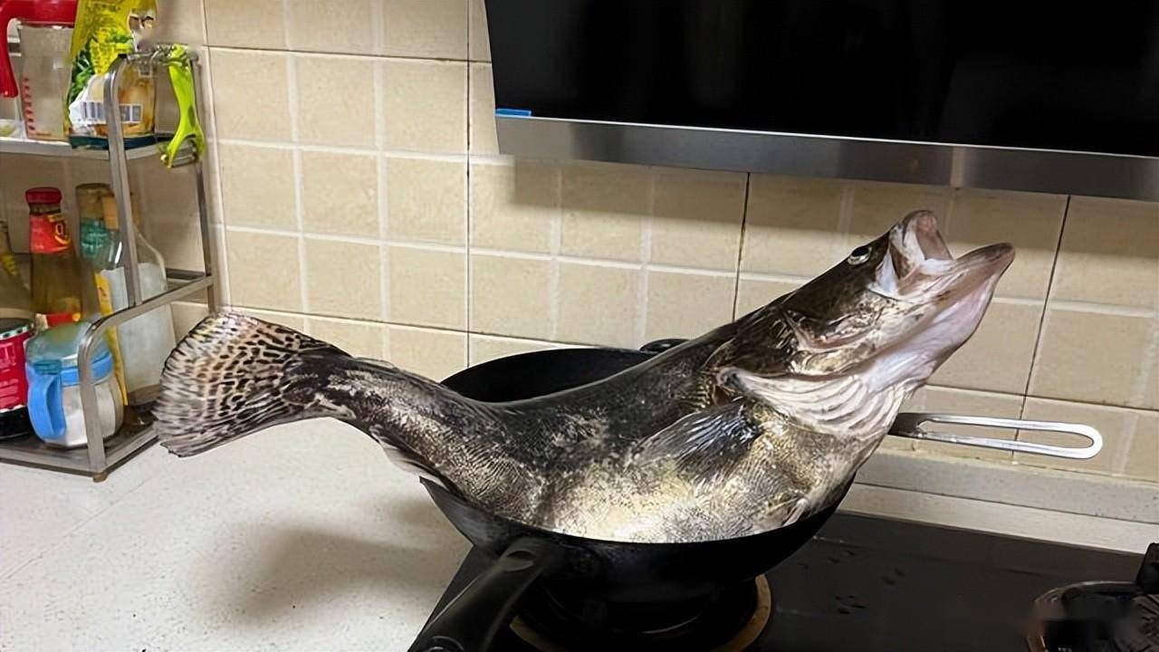 湖南男子钓获巨型鳜鱼,体长70公分_保护_水域_大鱼