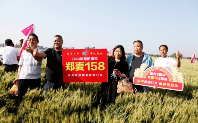 风吹麦浪 丰收在望 ——国审郑麦158,379观摩推广会在宝丰县召开_小麦
