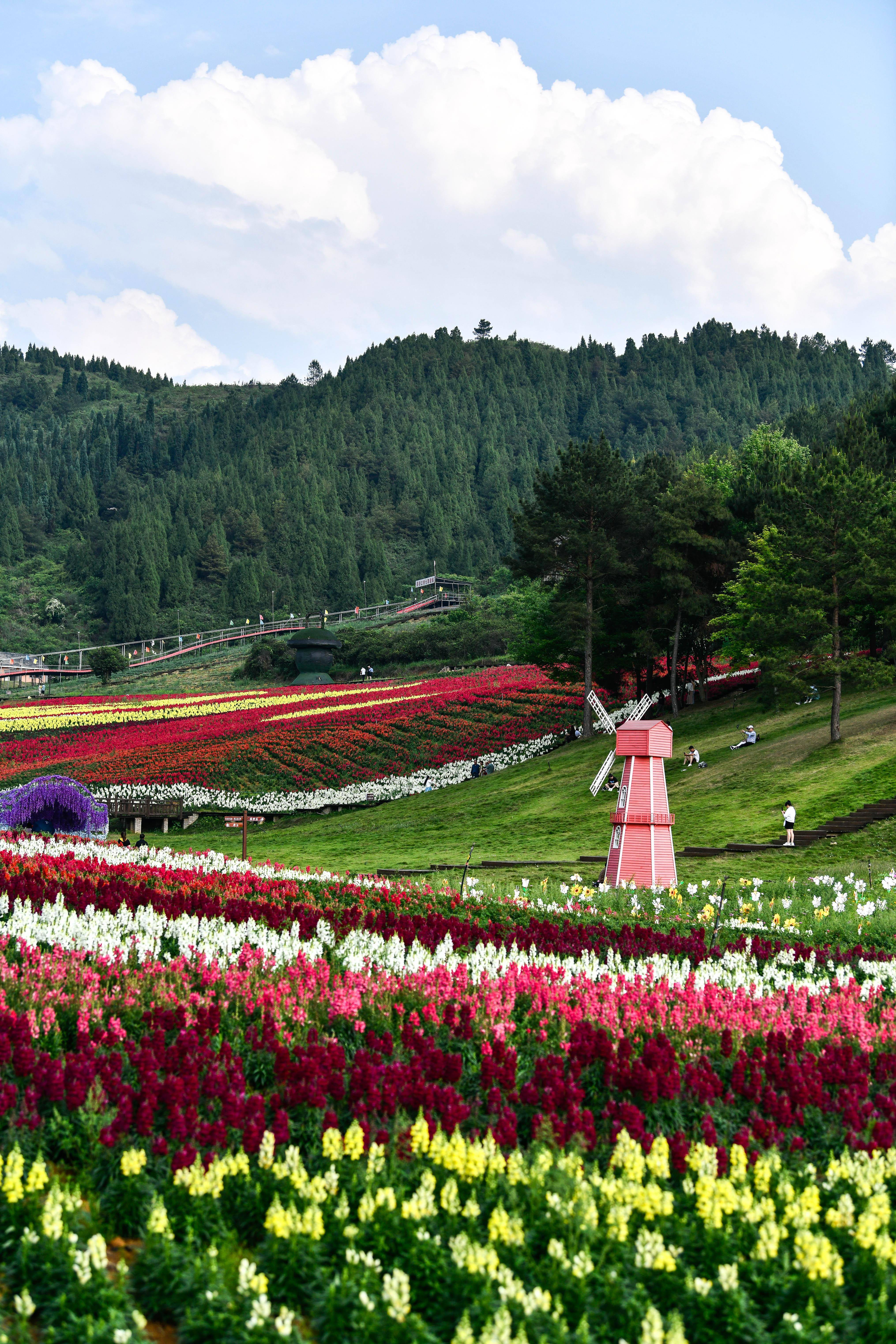 贵州麻江:以花为媒激活乡村旅游