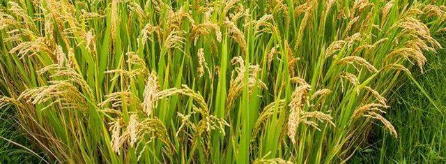 通化195水稻品种图片