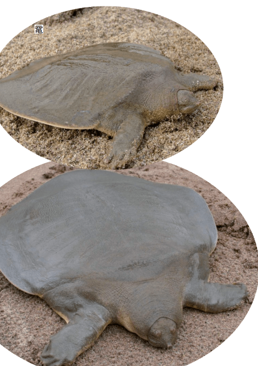 鼋(yuán)与斑鳖今何存_斯氏_中国_太湖