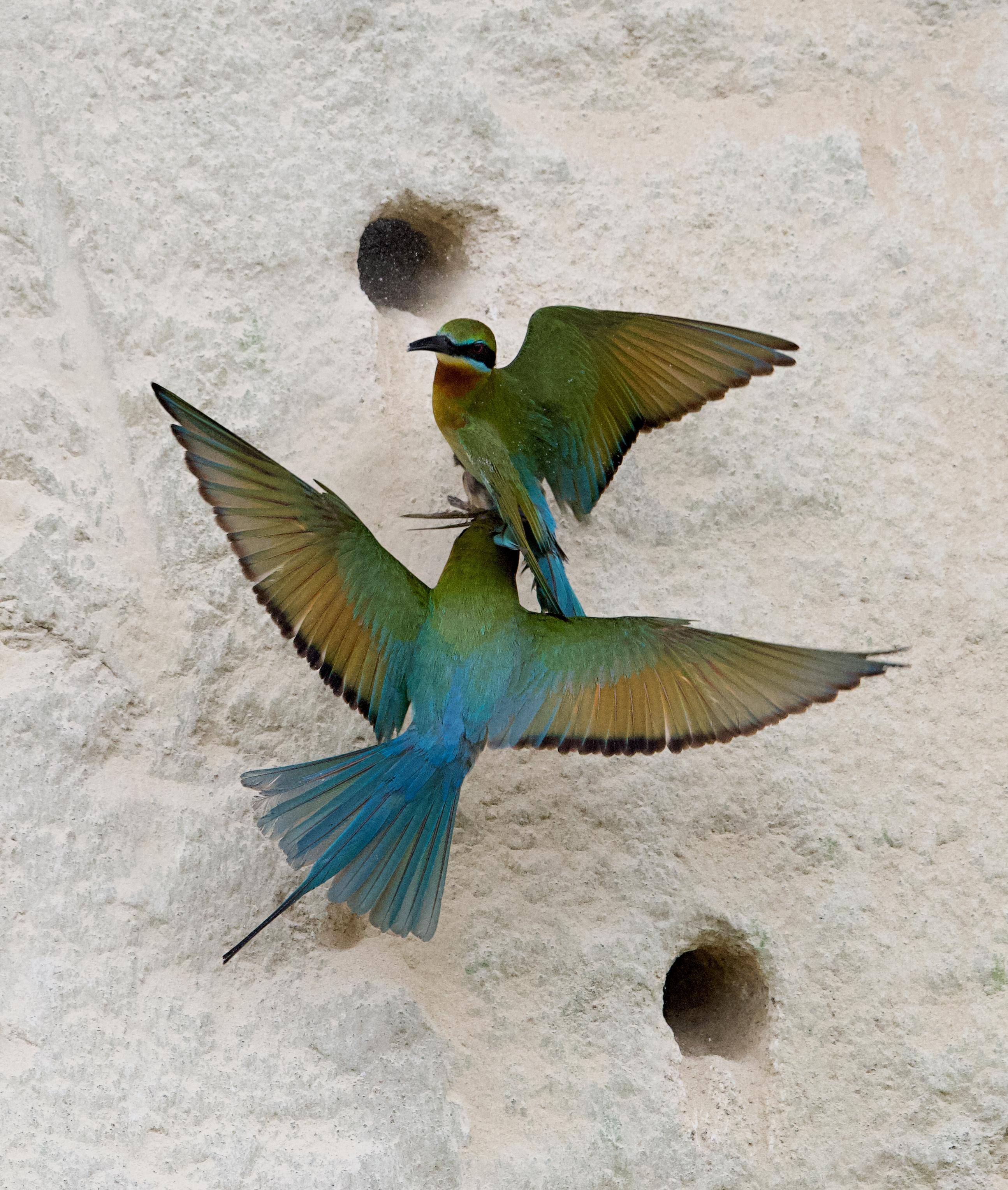 (环境)"最美候鸟"栗喉蜂虎厦门筑巢_新华社_魏培全_保护