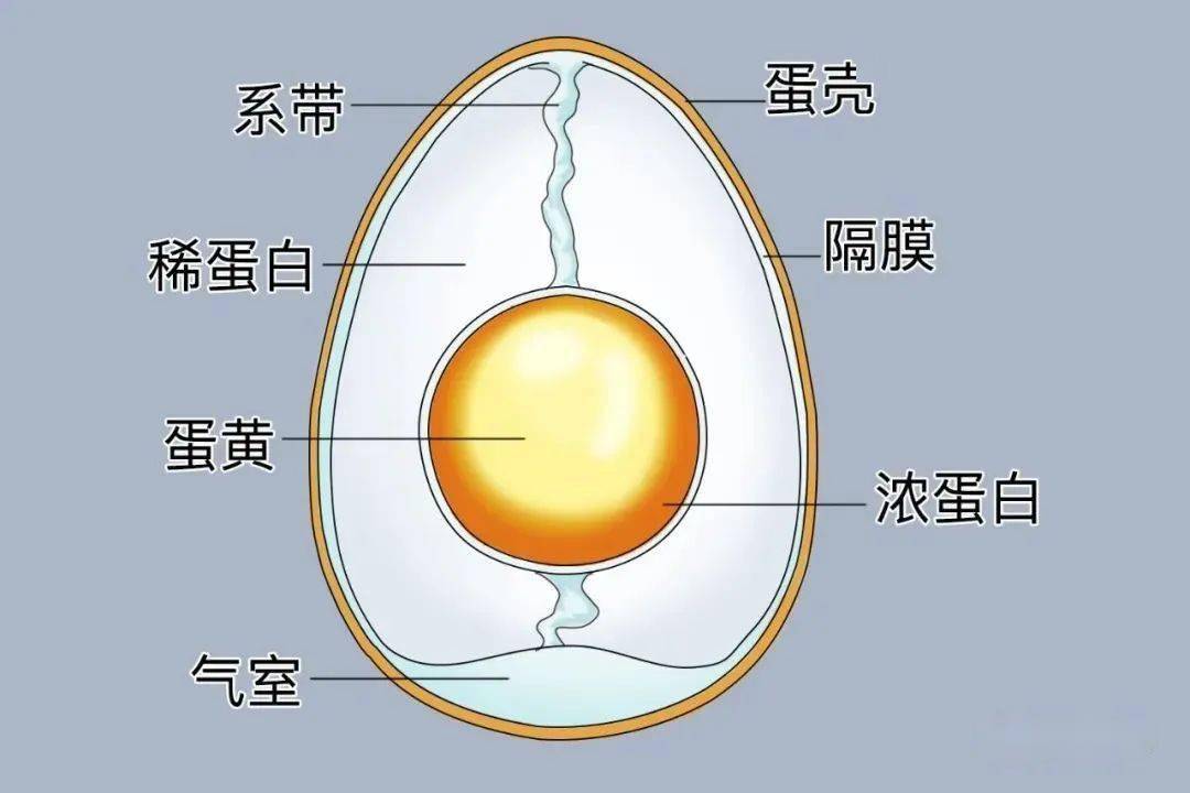 鸡蛋的生长过程图图片