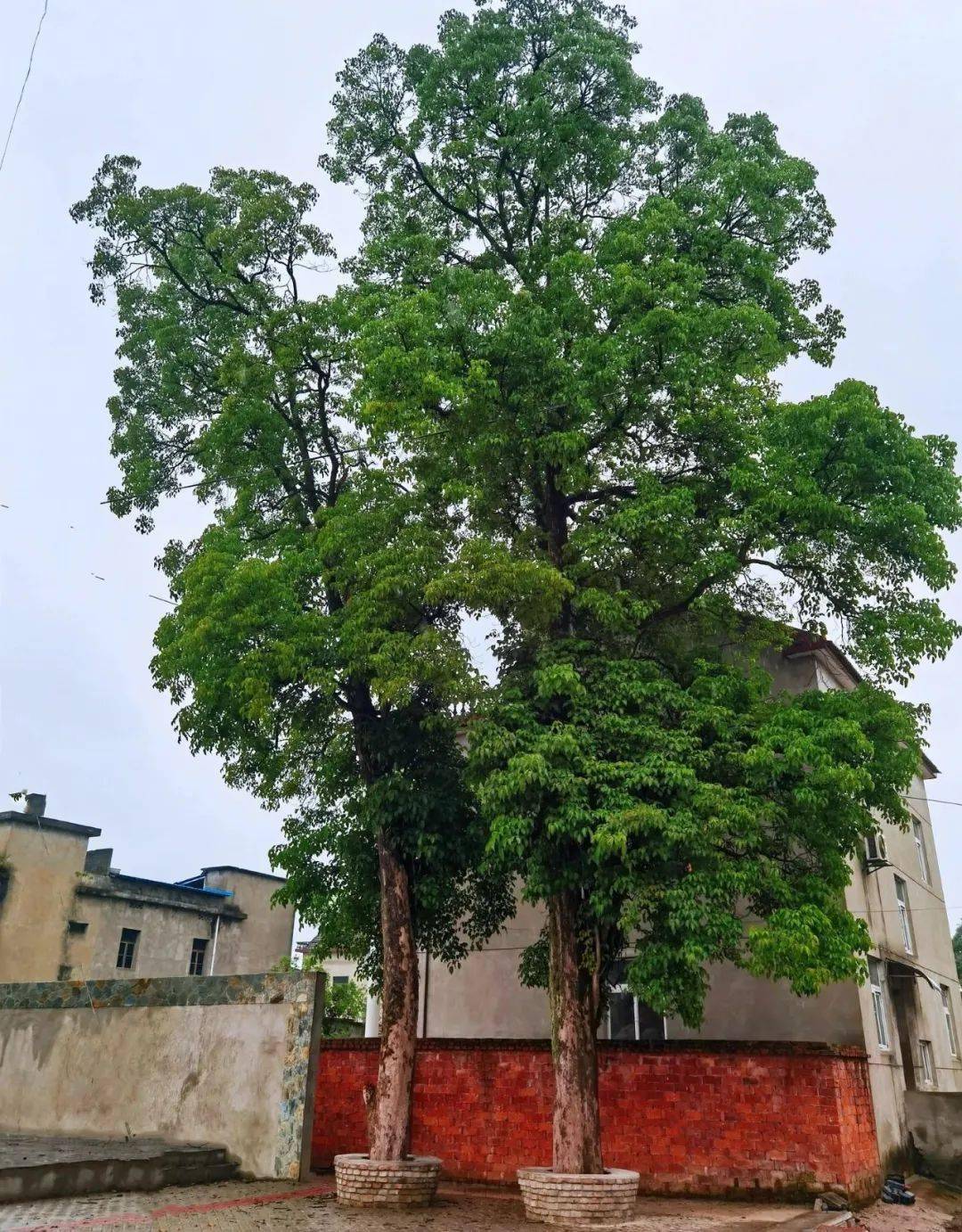 走进建设中的省级美丽乡村:汤沟镇先进村_枞阳_产业_许耀明