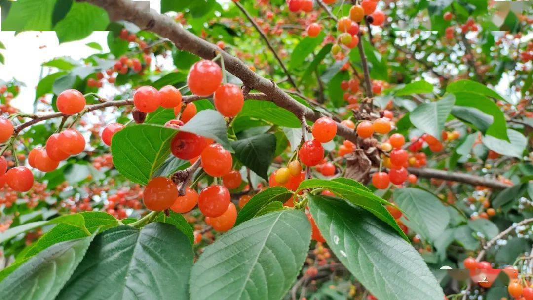 2023第十九届威海(文登)昆嵛山樱桃文化节今日开幕_界石_集团_农家