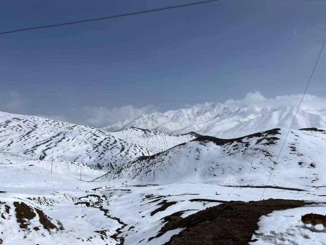 高原五月骤降暴雪,西宁郊外拉脊山雪景,美不胜收!_山口_海拔_贵德县