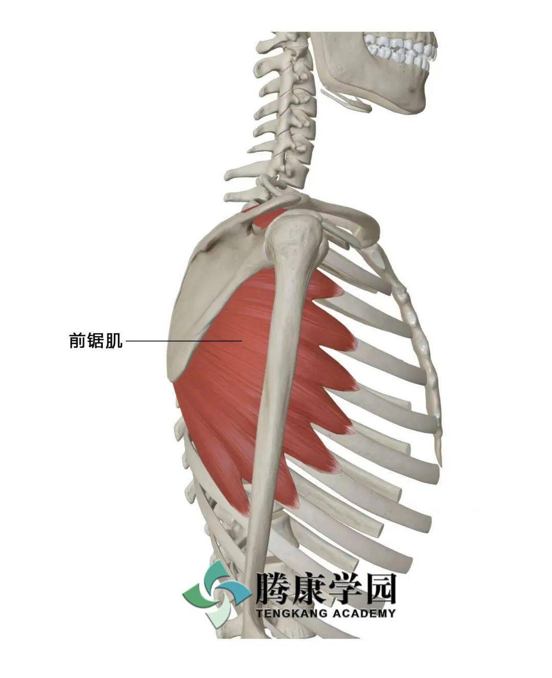 【寻筋探穴】上肢内向筋膜线和手少阴心经的碰撞_运动_损伤_功能