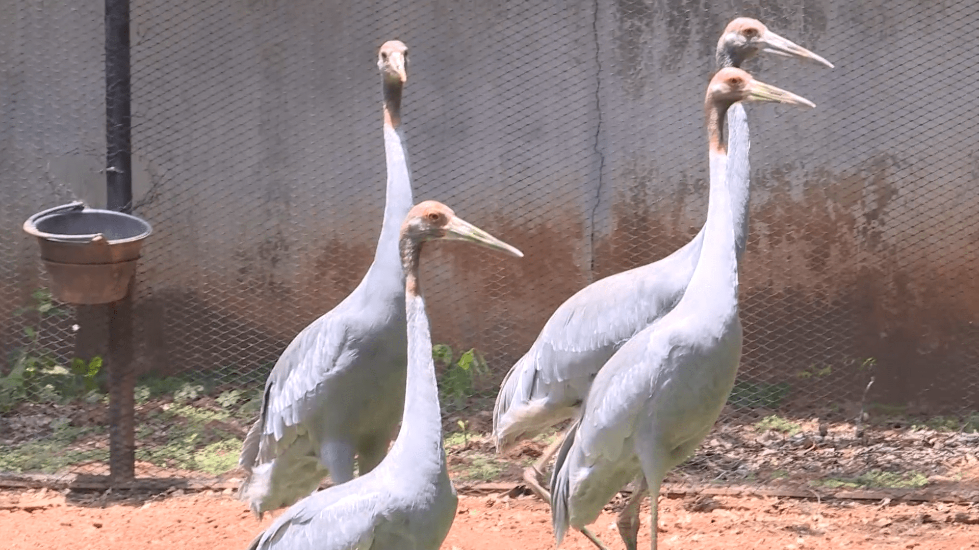 泰国保护濒危赤颈鹤初见成效