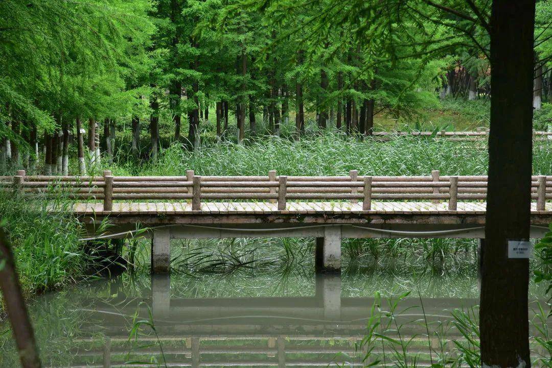九科绿洲,美!_九亭镇_园区_湖面