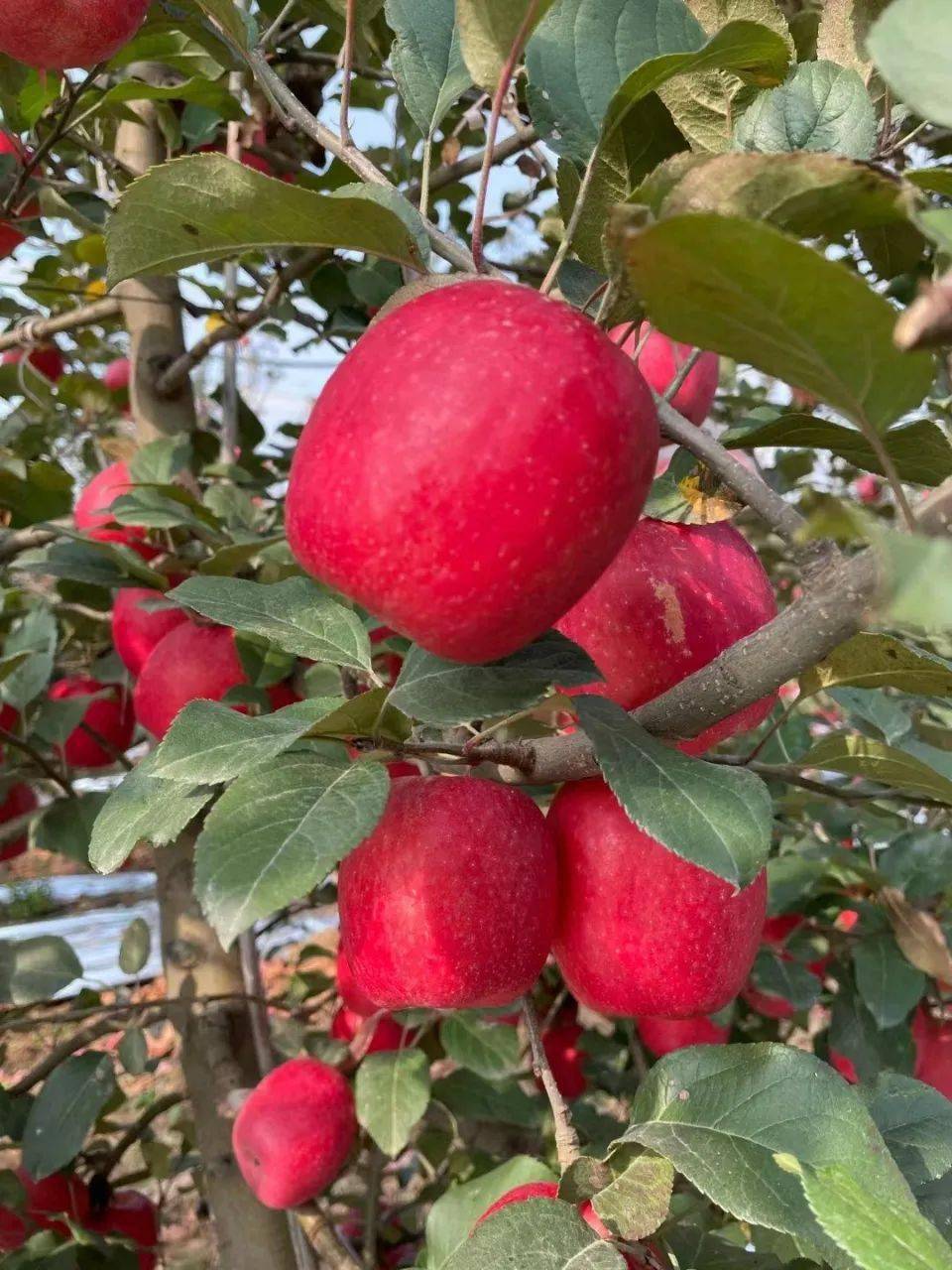 难怪被称为"国产苹果天花板"!_瑞香_种植_中国