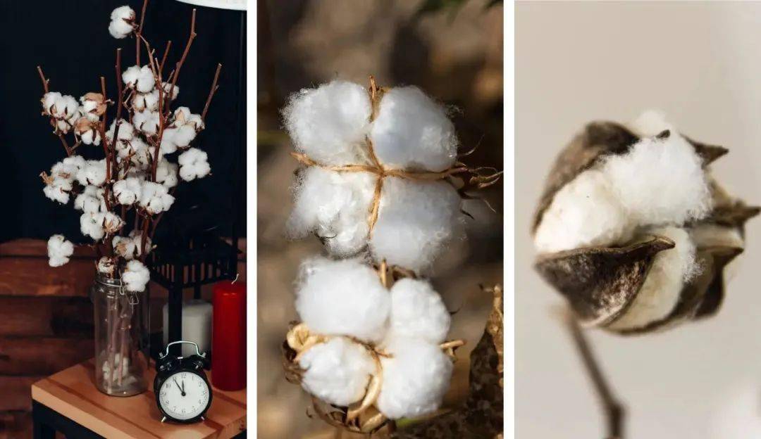 小美宝箱|新疆长绒棉素色浴巾,5a级抗菌,瞬吸速干,包裹感强_棉花_中国