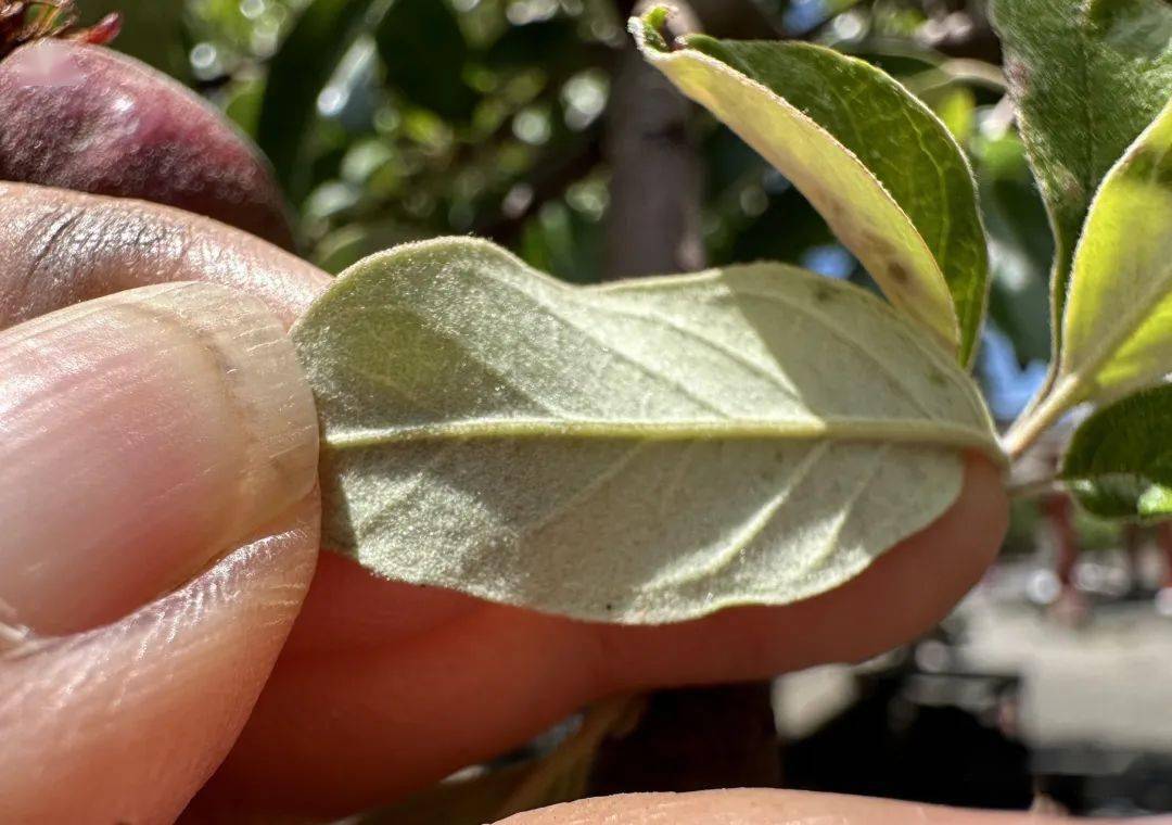 見到了雲南多依_果子_植物_茶花