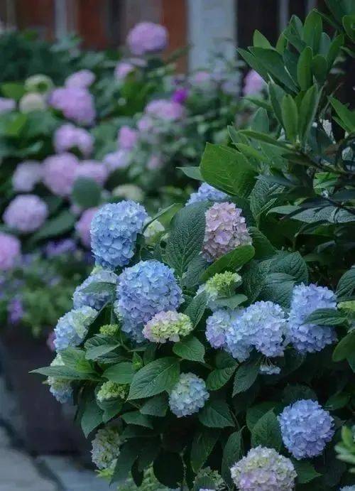 不能暴晒的5种花,光照强烈爱枯萎,是北阳台盆栽佳品_花卉_水果_种植