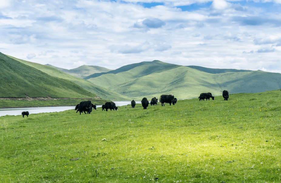 2023-08-05大美青海 隐世甘南 秘境卓尼 甘加草原 去遇见最美的夏天.
