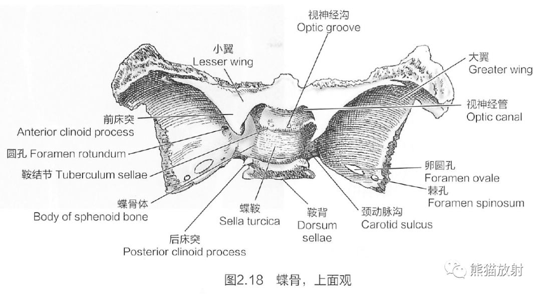 蝶骨在脑中的位置图片图片