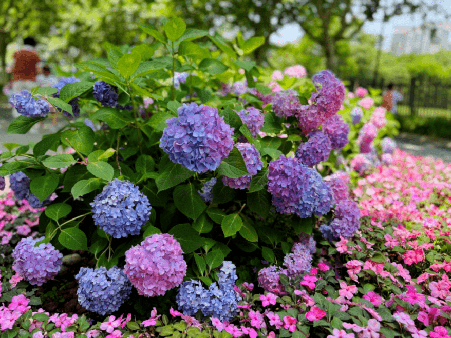 【探索】八仙花如约绽放,去梦幻花海邂逅浪漫_绣球_地址_种植
