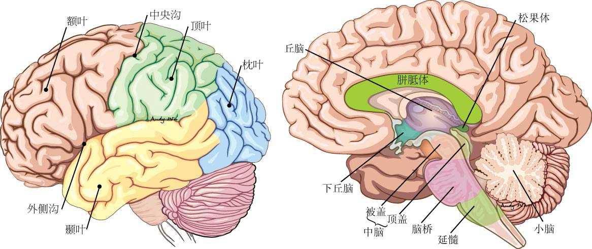 大脑脑叶组成图片