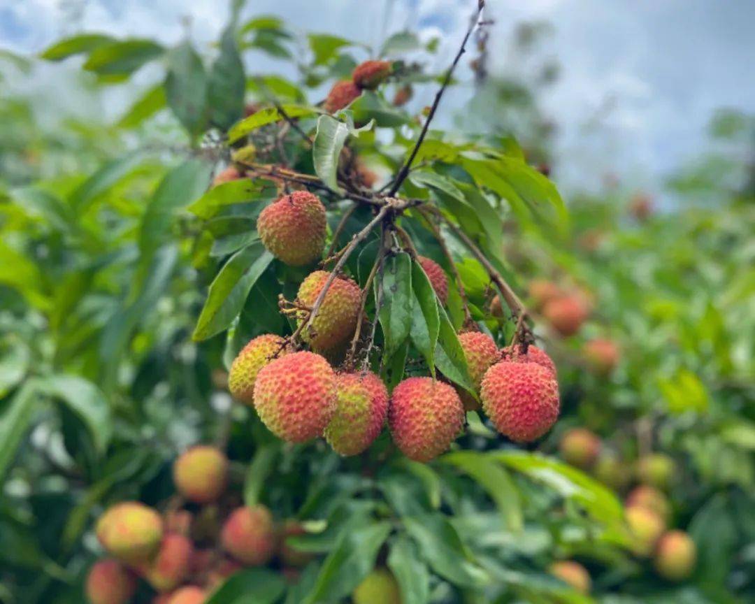 邀四方宾客夏日尝鲜将在廉江市石城镇谢