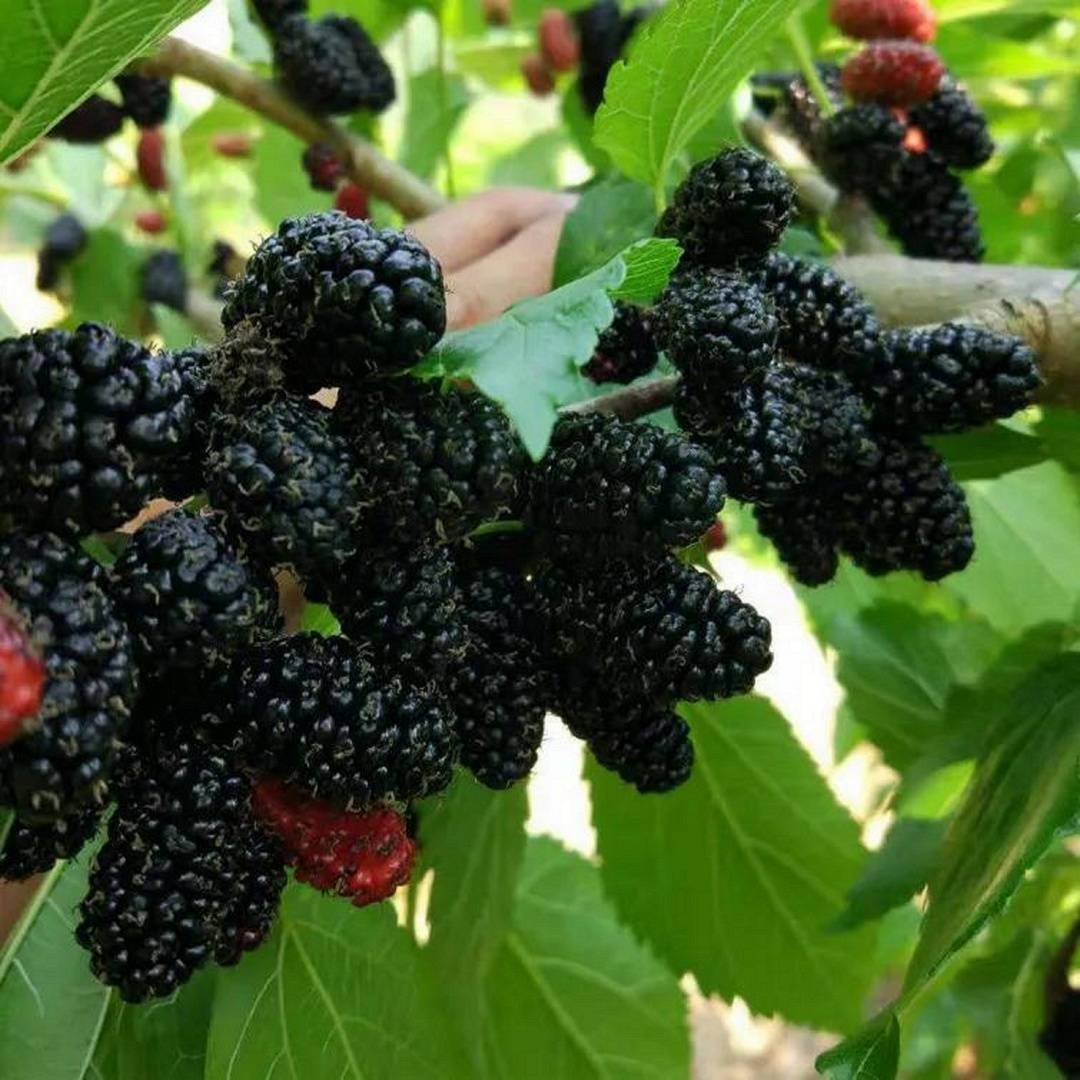 作为中国蚕学会认定的全国仅有的两个"中国果桑之乡"之一,去年,攀枝花