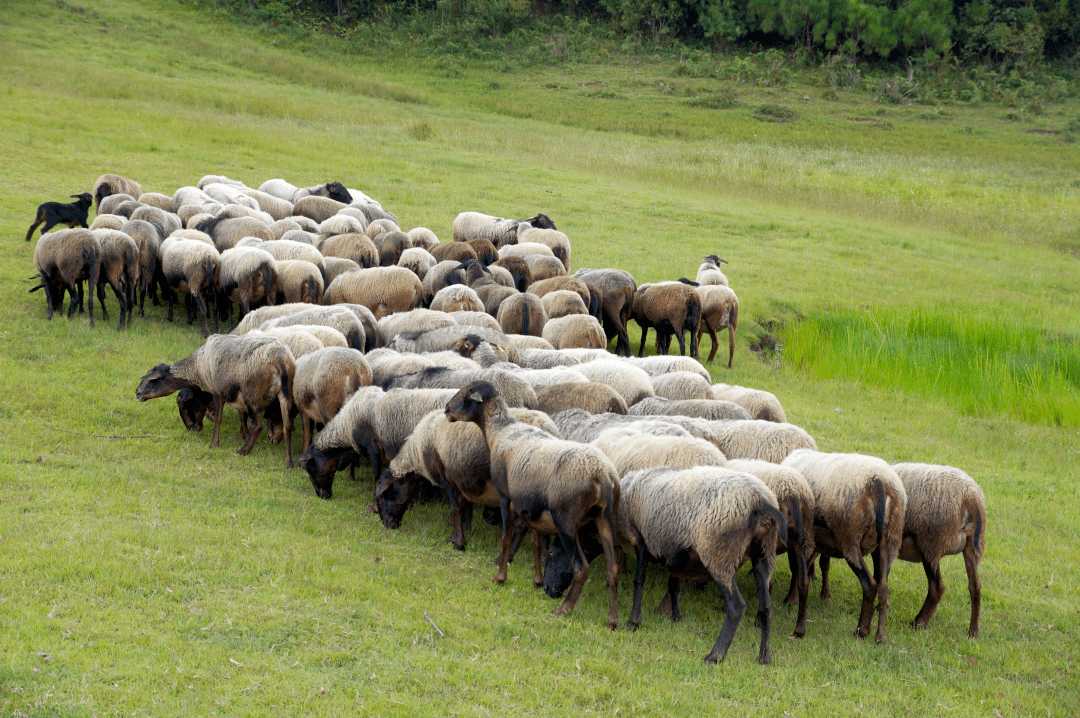 有一种叫云南的生活丨哨冲镇:这里的青绵羊,既是美景又是美食_石屏县