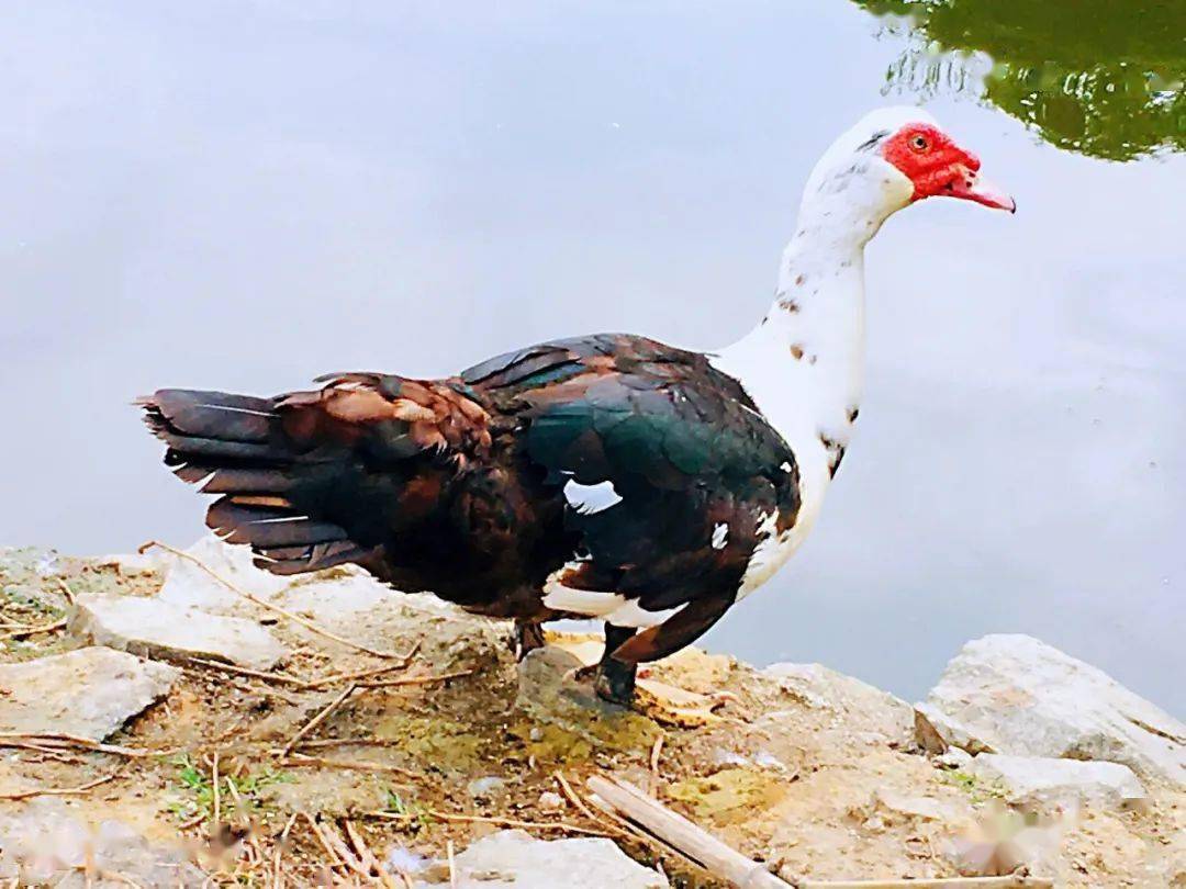 龙川人常说的"番鸭",你吃过吗?