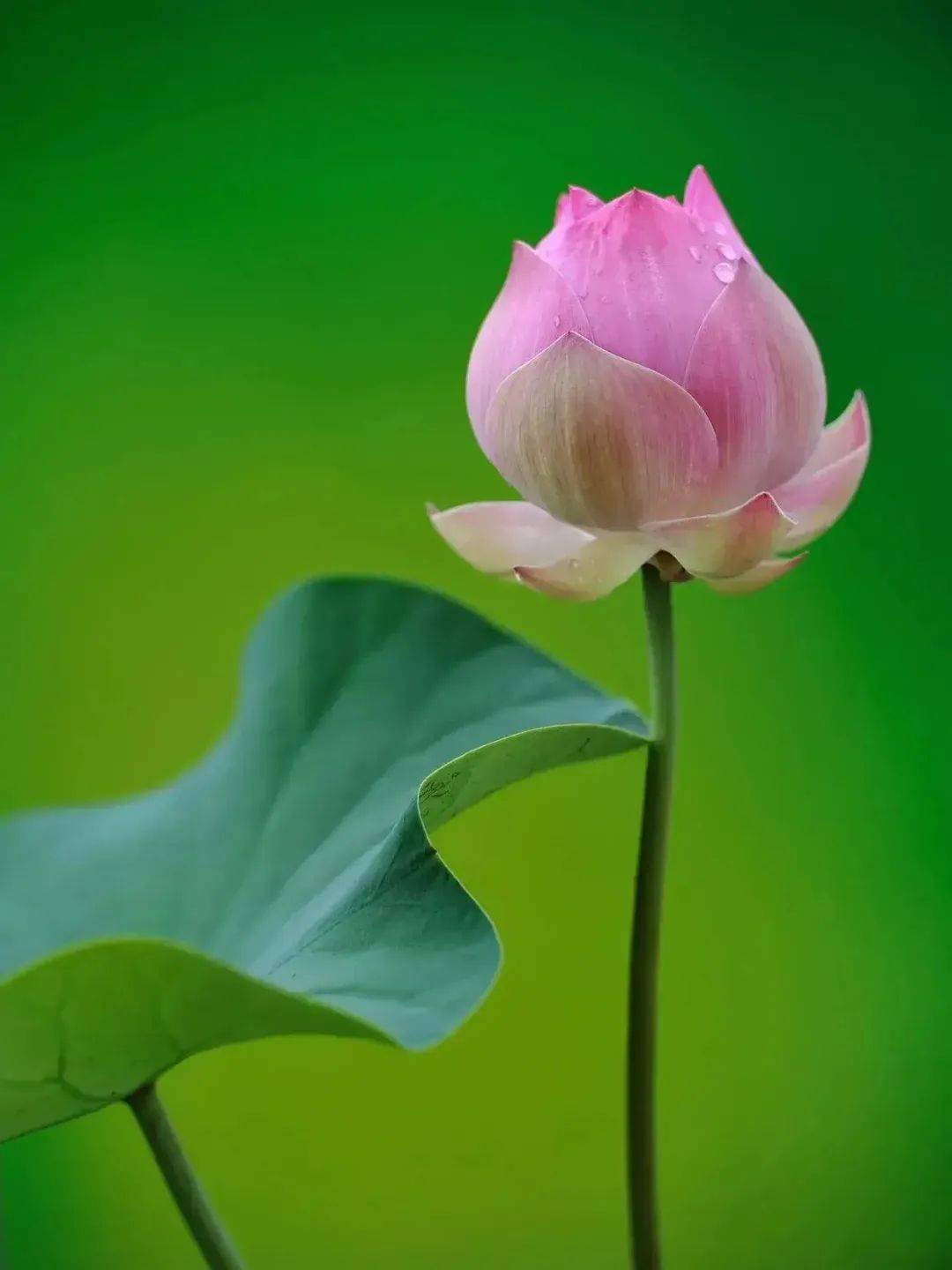 减字木兰花·立夏节赴庐州同学会宴陆玉宽春留不住,昨夜随风飘拂去.