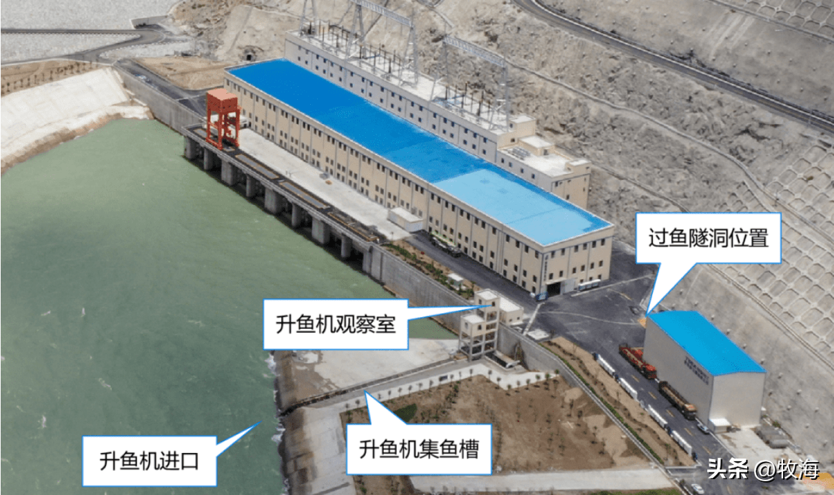 具体到三峡大坝和葛洲坝,工程人员也都曾考虑过建设鱼道和升鱼机的