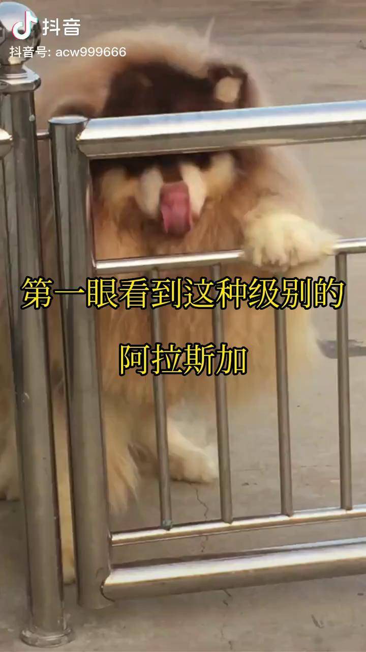 熊版阿拉斯加巨型图片