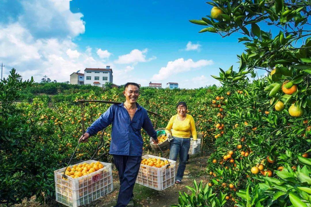 美翻了我的村 | 湖北省宜昌市夷陵區官莊村:橘果飄香 幸福小康_文明村