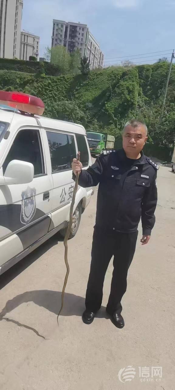 感觉裤脚有东西滑动低头一看是蛇 市北民警捕蛇后放归山林_荆兆曜