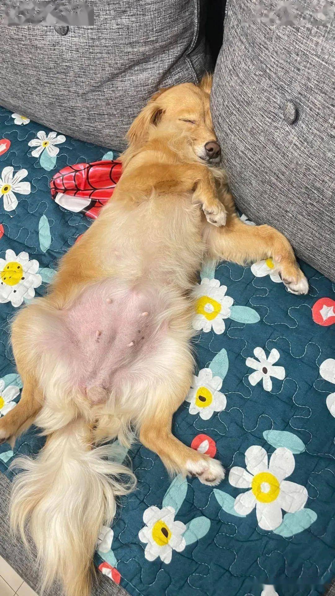 捡到脏兮兮的狗狗,领养后露出粉嫩肚皮,前后对比暖哭