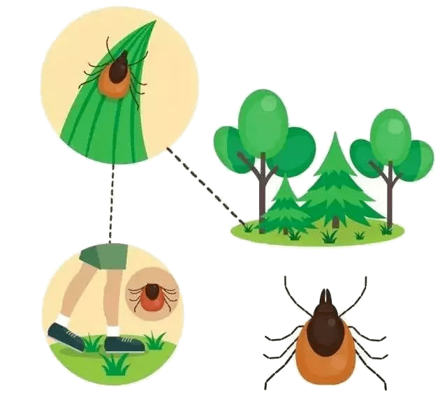 蜱虫是如何寻找宿主的?