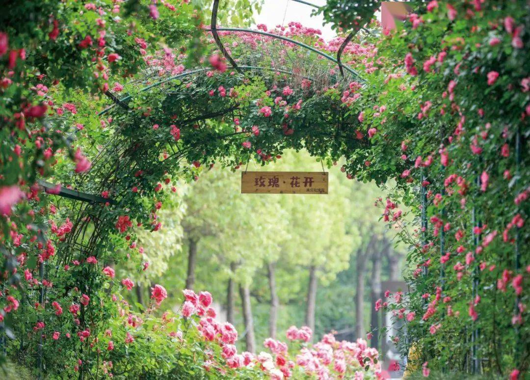 整个庄园被分为"玫瑰迷宫""唯美花蹊""大田玫瑰""立体花境"等主题景观