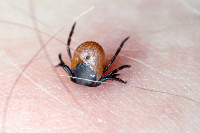 它饱食一顿多数会超过48个小时,甚至需要几天时间.