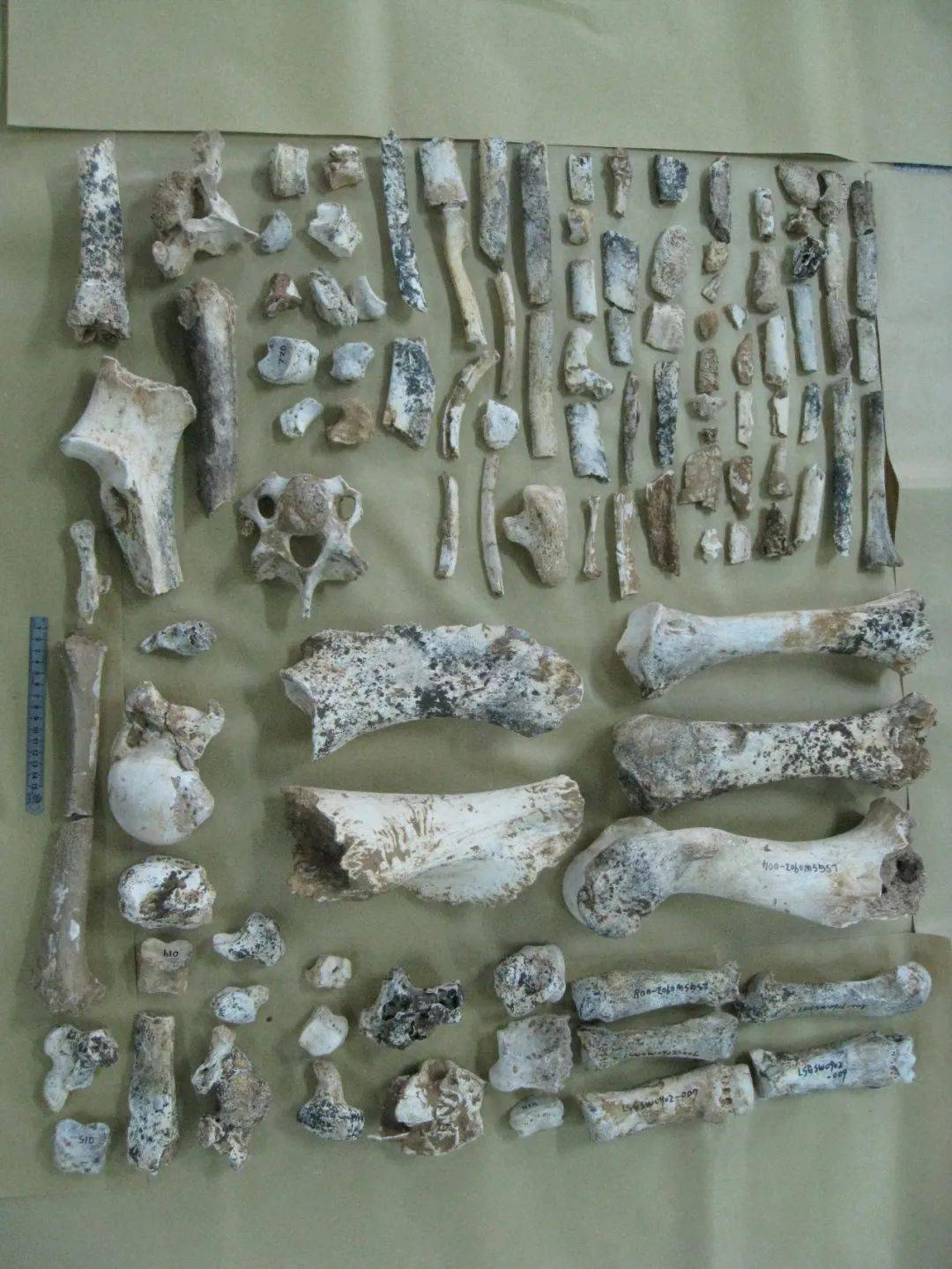 除了恐龙,龙岩还有大熊猫,剑齿象,中国犀……_化石_洞穴_动物群