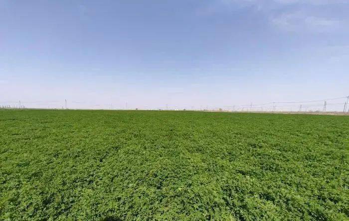 新疆畜牧科学院草业研究所位于呼图壁基地苜蓿地采用滴灌节水模式种植
