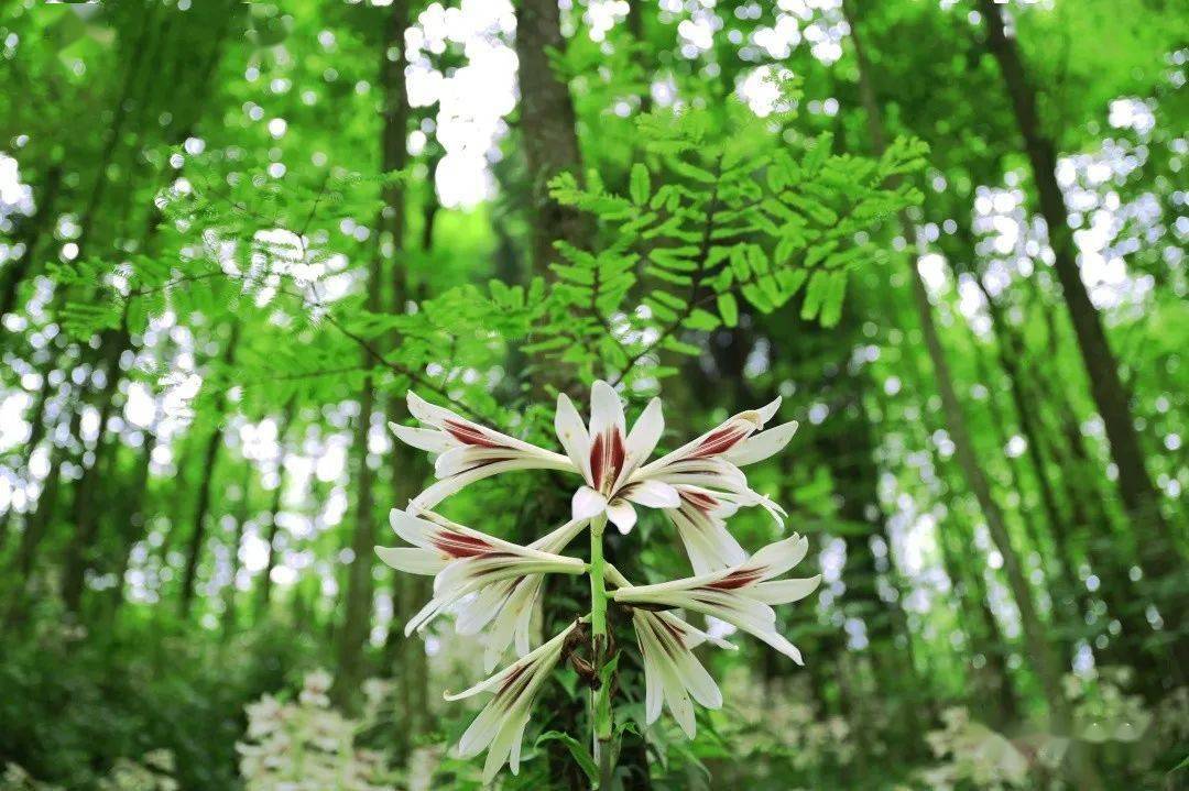 崇州山谷里,大片野百合浪漫绽放_琉璃_森林_山林