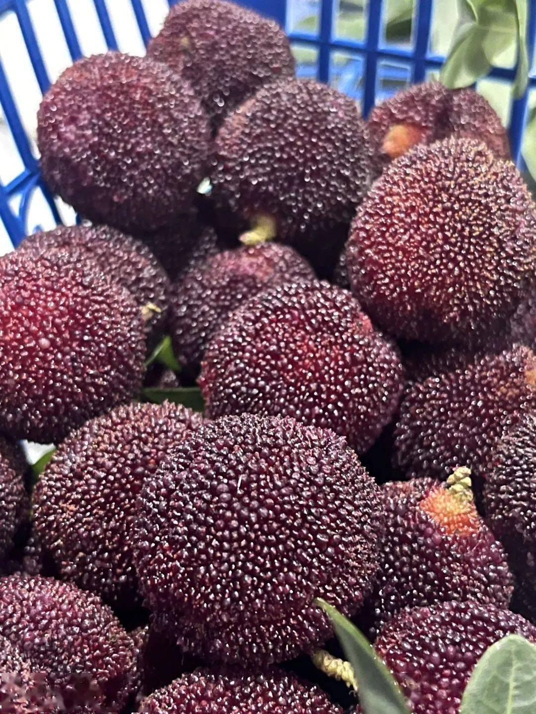 团购| 正宗青田白浦东魁杨梅,个大匀称,酸甜爆汁!