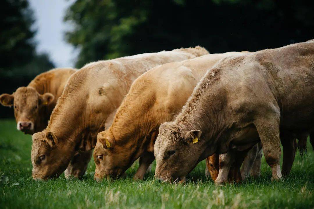 爱尔兰牛羊肉亮相 sial 西雅国际食品展(上海)_生产_大自然_多个国家